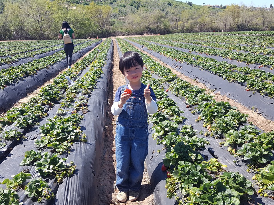 strawberry-picking-tours-at-tanaka-farms-andy-vivi-s-us